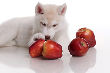 Image showing newborn puppy