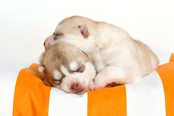 Image showing newborn puppy