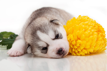 Image showing newborn puppy