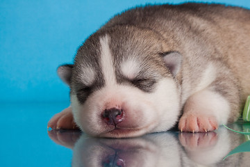 Image showing newborn puppy