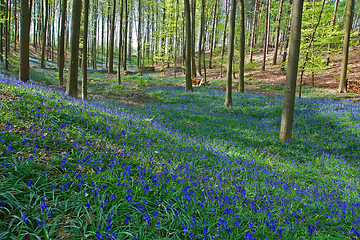 Image showing bluebell forest