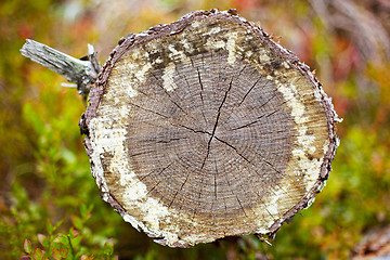 Image showing Cut of rotten log