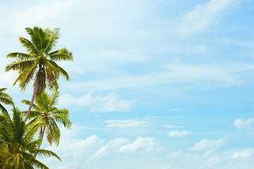 Image showing Coconut palms on blue sky background with a blank space for text