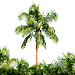 Image showing High coconut tree isolated on white background