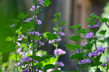 Image showing Beautiful Purple Geranium Flower 