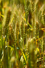 Image showing Wheat field