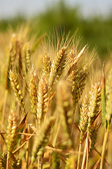 Image showing Wheat field