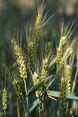 Image showing Wheat field