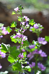 Image showing Beautiful Purple Geranium Flower 