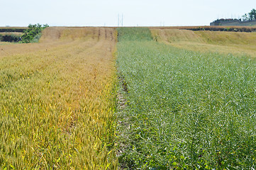 Image showing Wheat field