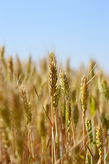 Image showing Wheat field