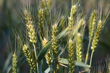 Image showing Wheat field