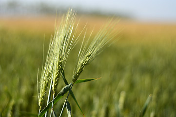 Image showing Wheat field