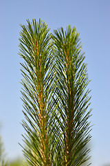 Image showing fir tree branch