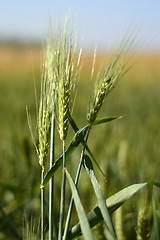 Image showing Wheat field