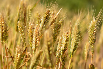 Image showing Wheat field