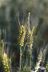 Image showing Wheat field