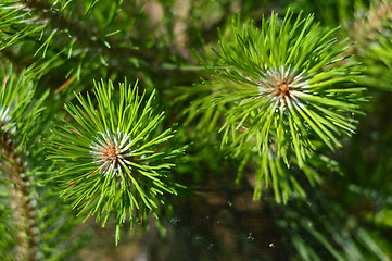 Image showing fir tree branch