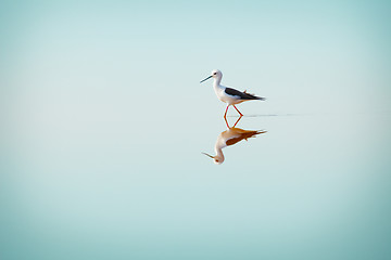 Image showing Black-winged Stilt, Common Stilt, or Pied Stilt (Himantopus hima