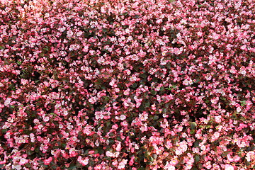 Image showing  pink begonia 