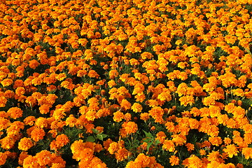 Image showing Orange Marigolds