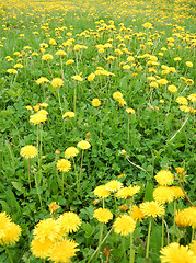 Image showing Dandelion