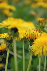 Image showing Dandelion