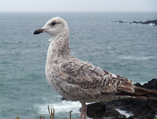 Image showing gull near Saint-Malo