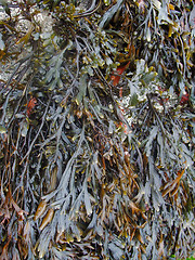 Image showing algae vegetation