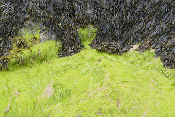 Image showing seaweed