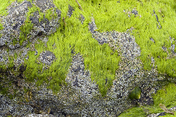 Image showing seaweed