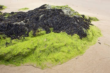 Image showing seaweed