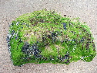 Image showing seaweed