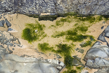 Image showing seaweed