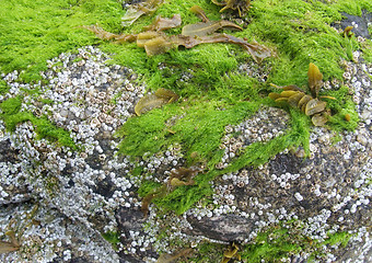 Image showing seaweed