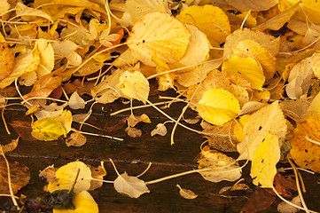 Image showing Yellow Hydrangea leaves