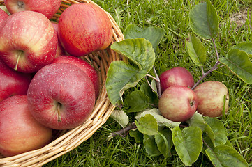 Image showing Apples in a basket