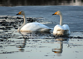 Image showing Whooper swan