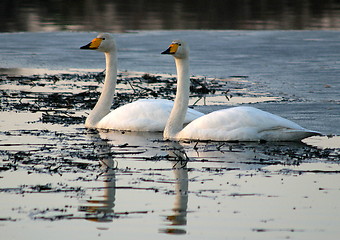 Image showing Whooper swan