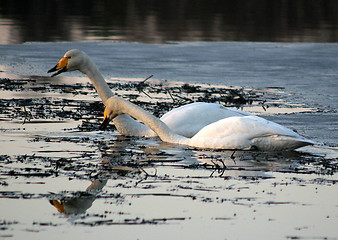 Image showing Whooper swan