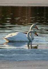 Image showing Whooper swan