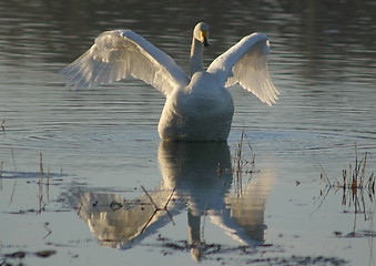 Image showing Whooper swan