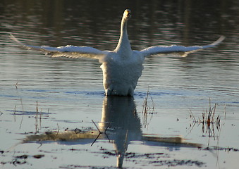 Image showing Whooper swan