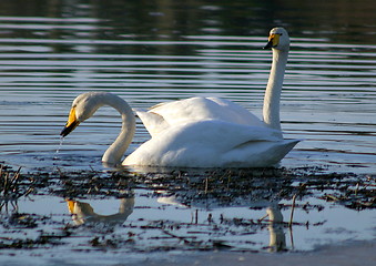 Image showing Whooper swan