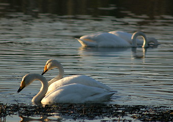 Image showing Whooper swan