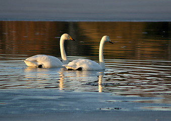 Image showing Whooper swan