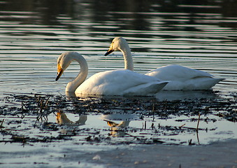 Image showing Whooper swan