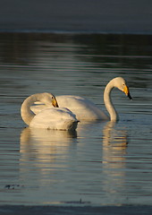 Image showing Whooper swan