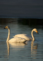 Image showing Whooper swan