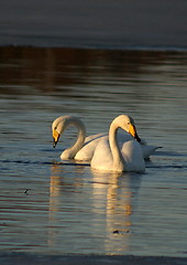 Image showing Whooper swan